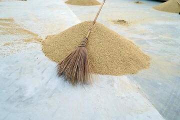 Steel rake and bloom tools , pile of jasmine paddy rice take a sun to dry on ground with harrow...
