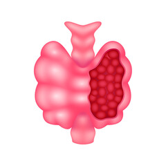 Cross section of thyroid gland human internal organ anatomy model isolated on a white background. Medicine and science concept. 3D icon vector illustration. For advertisements about health care.