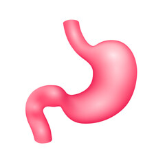 Human stomach internal organ anatomy model isolated on a white background. Medicine and science concept. 3D icon vector illustration. For advertisements about health care.