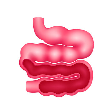 Cross section of small intestine human internal organ anatomy model isolated on a white background. Medicine and science concept. 3D icon vector illustration. For advertisements about health care.