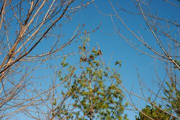 thin bare branches (with next year's buds) and a conifer tree with cones