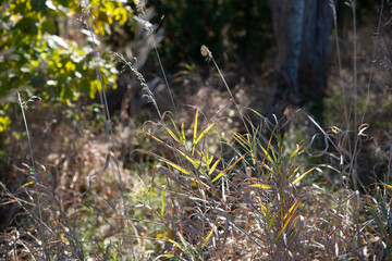 grass in the woods in autumn