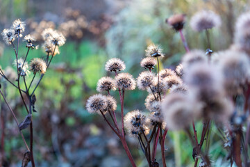 Leopard Plant (Ligularia dentata) seed heads with backlit  accents in an autumn garden