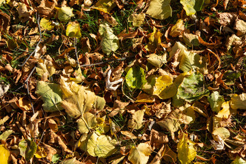 autumn leaves in various states of decomposition on grass