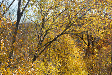 autumn trees with a bit of the sky background