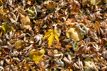 autumn leaves on the ground