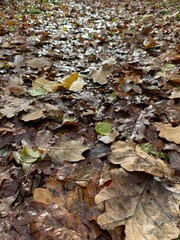 autumn leaves on the ground