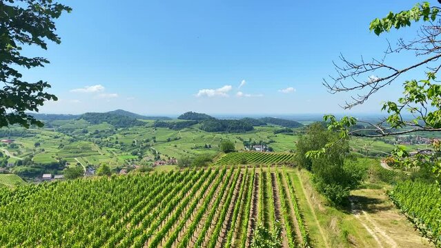 Kaiserstuhl Endingen, Weinberge, Deutschland 