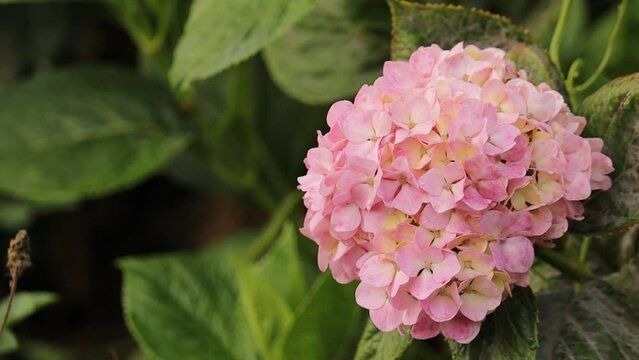 Un racimo de flores rosadas entre hojas verdes
