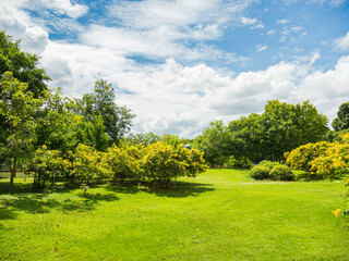 Fototapeta na wymiar Park with blue sky.Natural and fresh.Nature and environment concept.