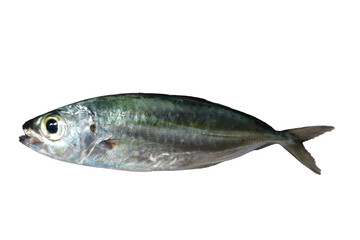 Bigeye Scad
