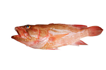Nothern Red Snapper