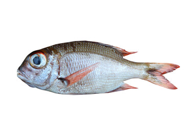 Red Porgy