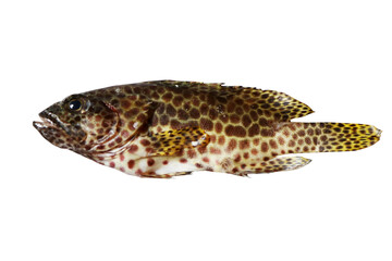 Longfin Grouper
