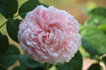 close up of beautiful pink roses blooming