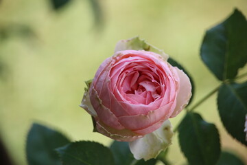 close up of beautiful pink roses blooming