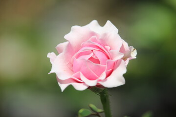 close up of beautiful pink roses blooming