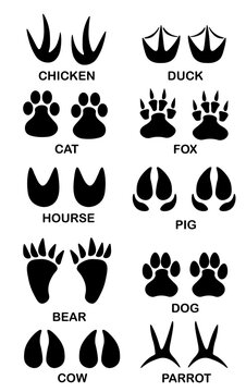 Set of different black animals and bird footprint. Silhouette imprint collection with text. Vector flat illustration isolated on white background.
