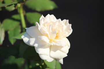 close up of beautiful white roses blooming