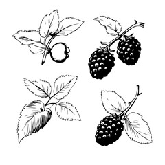 Blackberry Vector