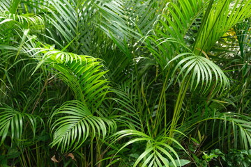 Tropical palm leaf in the garden
