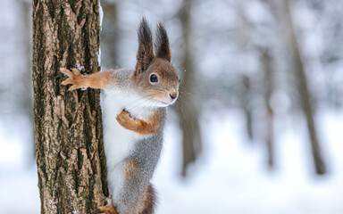 red squirrel sitting on tree trunk against blurred winter forest background