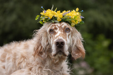 orange belton English Setter male dog with brown eyes wearing a yellow floral wreath on top of head - obrazy, fototapety, plakaty