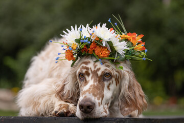 orange belton English Setter male dog with brown eyes wearing a orange floral wreath on top of head