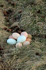 Country fresh multi-coloured eggs