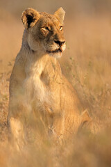 An alert lioness (Panthera leo) in natural habitat, Kruger National Park, South Africa.