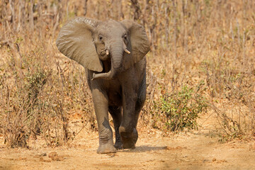 An aggressive African elephant (Loxodonta africana), Kruger National Park, South Africa.