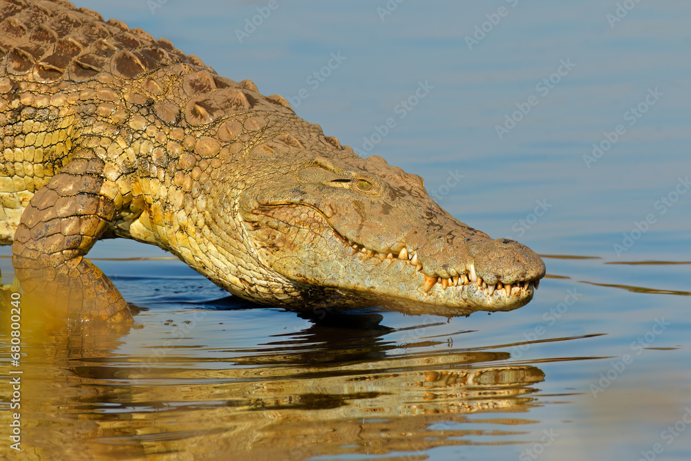 Wall mural Portrait of a large Nile crocodile (Crocodylus niloticus), Kruger National Park, South Africa.