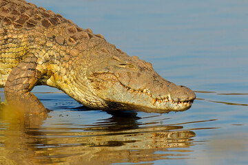 Portrait of a large Nile crocodile (Crocodylus niloticus), Kruger National Park, South Africa.