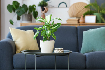 Coffee table with houseplant and wicker basket in living room, closeup