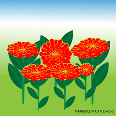 Mrigold Rad Flower
