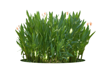 Ornamental plants and green hedges (shrubs). Heliconia is a herbaceous plant with underground rhizomes. with red-orange flowers popularly planted as a natural fence Isolated on white background. (png)