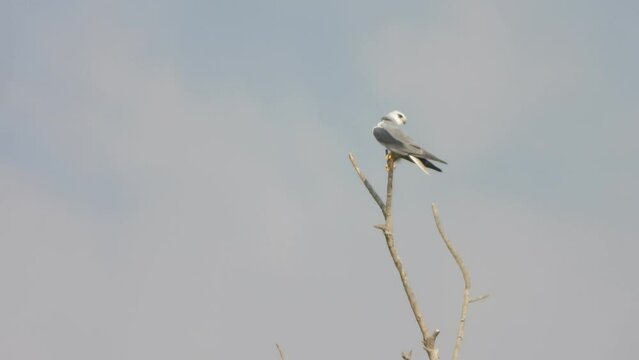 Black - winged kite in tree - wind -alone .
