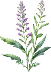Watercolor wildflower clipart