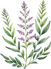 Watercolor wildflower clipart