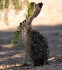 rabbit on the ground