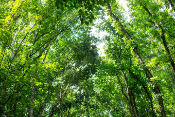 Obraz premium 필리핀 보홀섬의 키가 큰 나무들의 열대우림