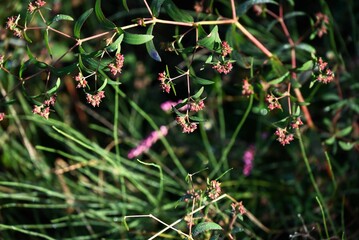 Euphorbia nutans ( Euphorbia maculata ) flowers. Euphorbiaceae annual poisonous plant. White flowers appear in cup-shaped inflorescences from summer to autumn.
