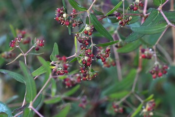 Euphorbia nutans ( Euphorbia maculata ) flowers. Euphorbiaceae annual poisonous plant. White...