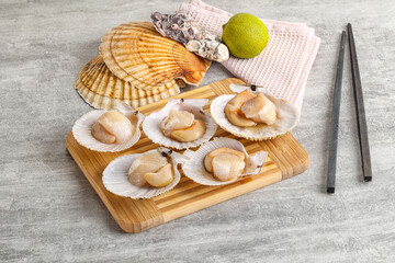 Raw natural scallop in its shell