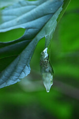 Fototapeta premium 落ちそうなトビケラの卵