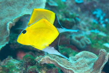 Two yellow longnose butterflyfish or forceps butterflyfish (Flavissimus Forcipiger) swim over the coral reef of Bali. 