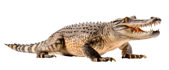 Foto op Canvas Fierce crocodile on transparent background PNG © PNG for U