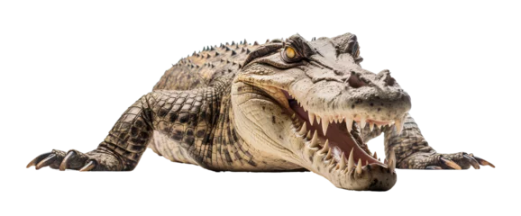 Foto op Canvas Fierce crocodile on transparent background PNG © PNG for U