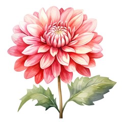 Dahlia Flower Watercolor Botanical Illustration