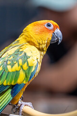 Beautiful colorful sun conure parrot birds. Aratinga solstitialis - exotic pet adorable.
